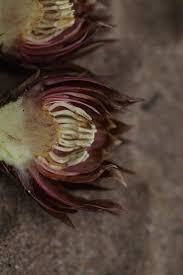 Image result for Thonningia