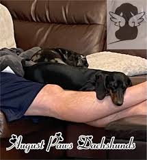 The dachshund, or wiener dog, is a lively, clever, & courageous a dachshund can be a good fit for a novice owner as long as they attend obedience and puppy. Duip6j0d6r0vvm