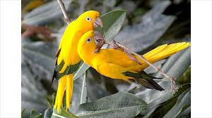 Check spelling or type a new query. Love Birds Hd Wallpaper Free Download Forex Channel Trading System Pdf