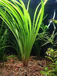 Image result for Cyperus spiralis