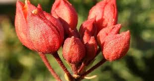 Image result for Cadaba