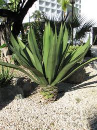 Image result for Furcraea