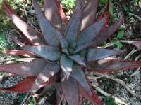 Image result for Aloe bicomitum