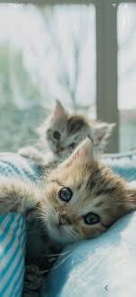 Pin By Hatice On Zhivotnye In 2020 Cute Cats And Kittens Kittens Cutest Cats And Kittens
