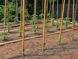 Now instead of buying a very large container to plant more than one tomato plant, the practical solution is to get another pot. How Far Apart To Plant Tomatoes
