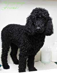 Often, curly dogs were bred to work in the water as fishermen or hunters' helpers. Dog With Long Black Curly Hair Novocom Top