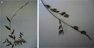 Image result for Pseudechinolaena polystachya