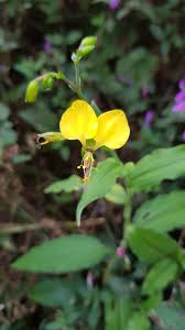 Image result for Aneilema aequinoctiale