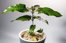 Später wird die borke graubraun und zeigt. Mango Einpflanzen Anbauen Plantura