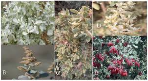 Image result for Atriplex halimus