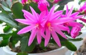 Schlumbergera and rhipsalidopsis or hatiora (holiday cactus, christmas cactus, thanksgiving cactus, or easter cactus) have different watering and temperature needs from desert cacti and succulents. Easter Cactus How To Grow Care Tips Houseplant411 Com