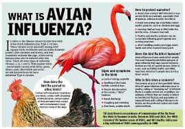 Bird flu, a viral respiratory disease of poultry and other bird species, including migratory waterbirds, that can be transmitted to humans. What Is Avian Influenza Chandigarh News Times Of India