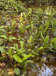 Image result for Fuirena sagittata