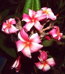 Pin On Plumeria Plants Flowering In Chicago Zone 5