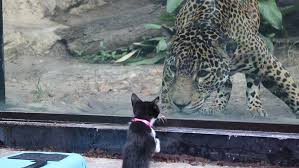 Although we remain closed to the general public, we are piloting a no contact adoption process so that you can still bring home a new best friend. These Shelter Pets Were Taken On A Field Trip To Meet Their Exotic Relatives At The Local Zoo Bored Panda
