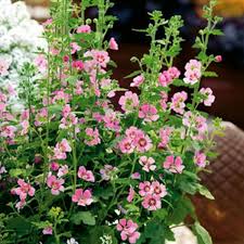 Great savings & free delivery / collection on many items. Anisodontea Lady In Pink Cape Mallow Garden Ready Perennial 9cm Pot Brookside Nursery