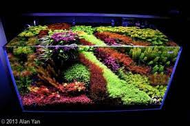 European Aquascape Channel Beauty By Alan Yan Aquascape Aquarium Landscape Aquatic Garden