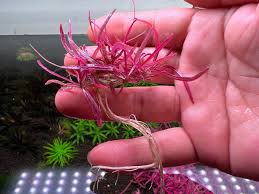 Image result for Hygrophila cataractae