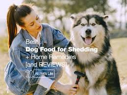 Maybe you would like to learn more about one of these? 5 Best Dog Food For Shedding Home Remedies 2021 All Pet S Life