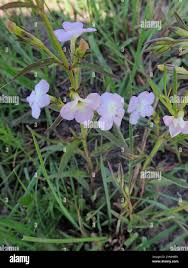 Image result for Cycnium tubulosum