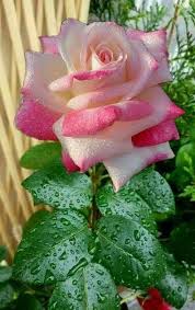 Hybridtearoses Beautiful Rose Flowers Hybrid Tea Roses Amazing Flowers