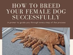 How long after a dog stops bleeding is she still . How To Breed Your Female Dog Successfully Pethelpful