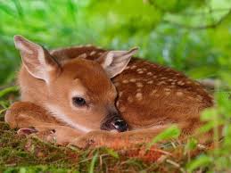 Image result for spring baby animals pictures
