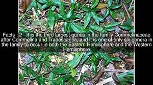 Image result for Aneilema dregeanum