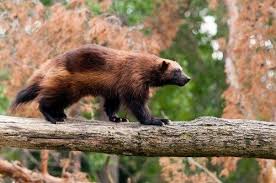 Wolverine Animal Adaptations Wolverine Animal Animals Animal Adaptations