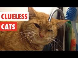 Click To See Some Kitties That Really Don T Have A Clue Funny Animal Videos Cats Funny Animals