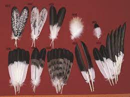 We sell them in packages of 12, 30 or 1/2 pound (approximately 125 feathers). Painted Eagle Feather Bppf002 Salt And Pepper Bald Eagle Bear Paw Trading Post