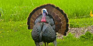 Best average turkey weight thanksgiving from agricultural economic insights. Weight Of Average Turkey Roasting Time For Turkey Total Weight Calculator Online Find The Average Height For Men By Country With Interactive Weight And Height Chart Diamond Black