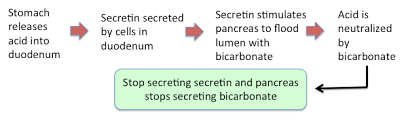 Enteric Endocrine System