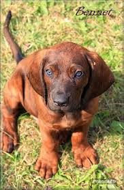 Image result for hannoverský barvář