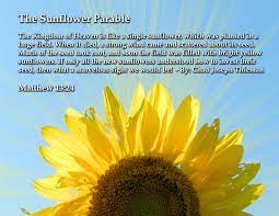 The Sunflower Parable Parables Kingdom Of Heaven Yellow Sunflower