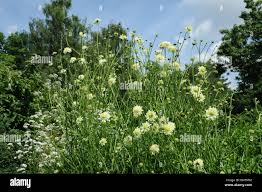 Image result for Cephalaria