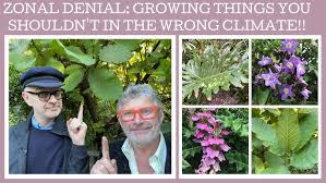 Image result for Acanthus polystachyus