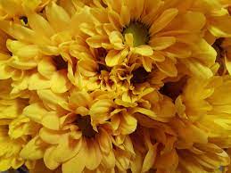 Common Name Chrysanthemum Geunus Chrysanthemum Chrysanthemum Yellow Daisies Bridal Flower Arrangements