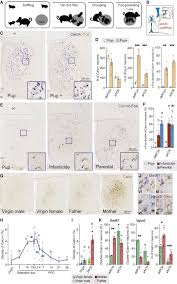 Every item on this page was chosen by a woman's day editor. Calcitonin Receptor Signaling In The Medial Preoptic Area Enables Risk Taking Maternal Care Sciencedirect