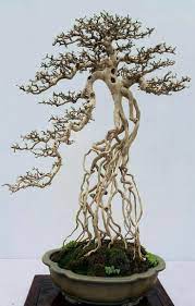 There are ways to incorporate them. Exposed Root Bonsai Bonsai Forest Bonsai Tree Indoor Bonsai Tree