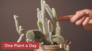 Has the new growth made it too top heavy? Opuntia Microdasys Bunny Ear Cactus Houseplant Care 8 Of 365 Youtube