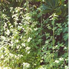 Image result for Mesosphaerum pectinatum