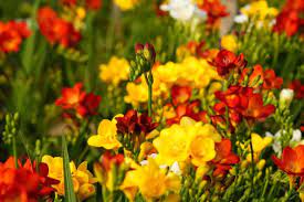 Everything You Need To Know About Freesia Flowers Petal Republic