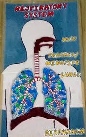 Respiratory System Respiratory System Projects Human Body Activities School Science Projects