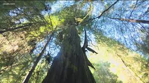 Maybe you would like to learn more about one of these? California S Mighty Redwood Trees In Danger Of Being Wiped Out Cbs8 Com
