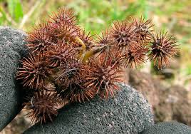 Image result for Triumfetta digitata