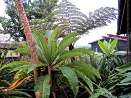 Image result for Cyathea manniana