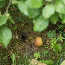 Eine wühlmaus neigt sowieso kaum zum klettern. Wuhlmause Vertreiben Dank Dieser Mittel Sucht Sich Der Nager Schnell Einen Anderen Garten Wohnen