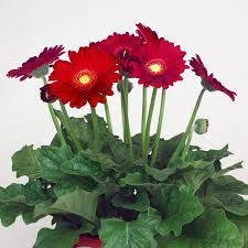 Image result for Gerbera jamesonii