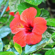 Image result for Hibiscus fuscus